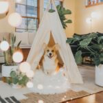 4 Apartment Hunting Considerations for Pet Parents 